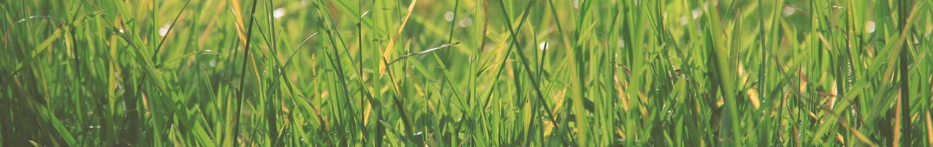 Photo par Luis Angel Cardoza Rojas