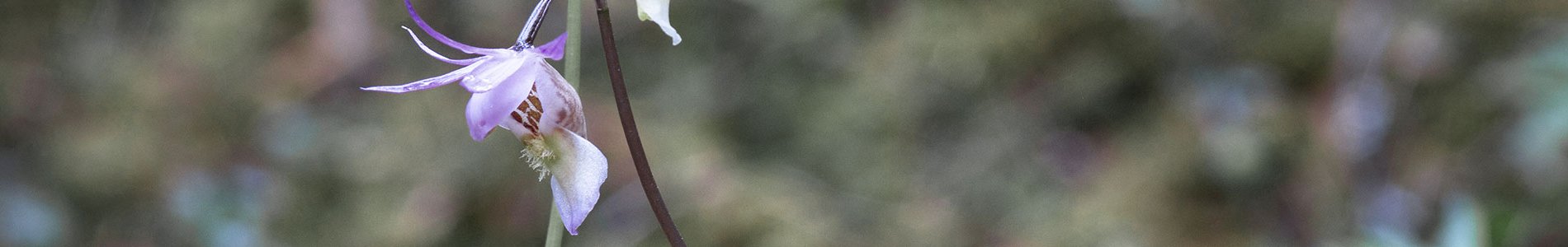 fleur calypso dans la forêt