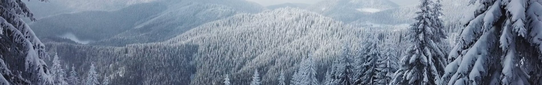  Le sapin de Noël est-il écologique ? 