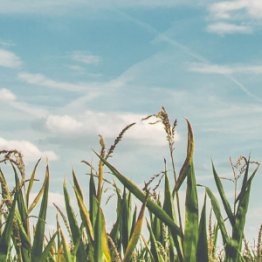 Qu'est-ce que la neutralité carbone ?