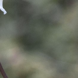 fleur calypso dans la forêt