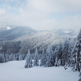  Le sapin de Noël est-il écologique ? 