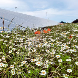 Floral Array with Solar Array