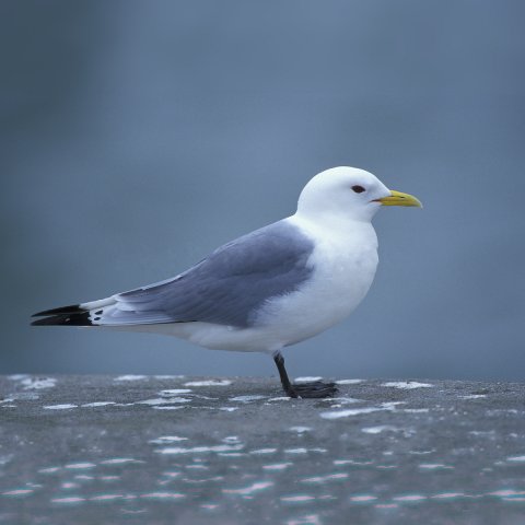 Mouette tridactyle. Photo: NatureEyes